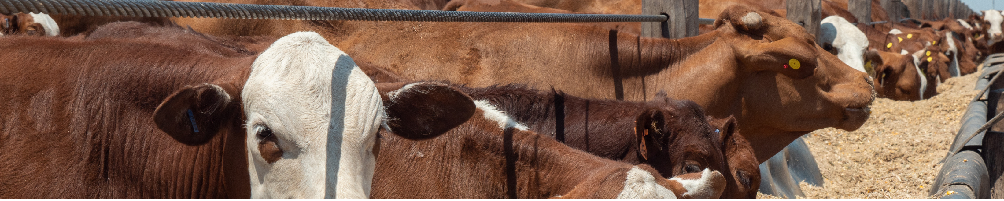 foto de vacas pastando
